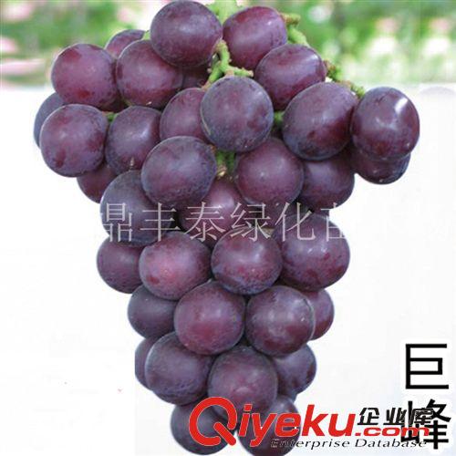 盆栽果樹(shù)苗香水檸檬 青檸檬 檸檬苗/檸檬樹(shù) 檸檬樹(shù)苗 當(dāng)年結(jié)果苗