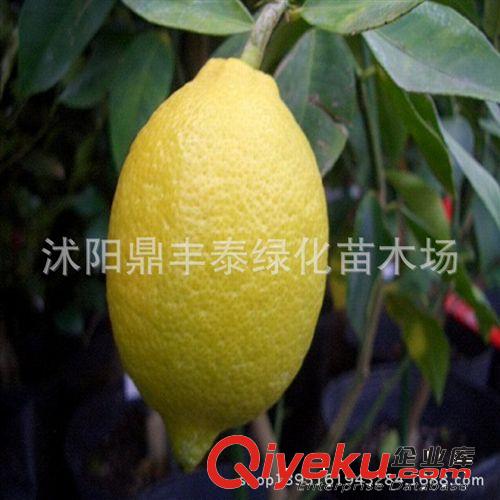 盆栽果樹(shù)苗香水檸檬 青檸檬 檸檬苗/檸檬樹(shù) 檸檬樹(shù)苗 當(dāng)年結(jié)果苗原始圖片2