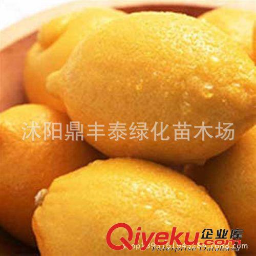 盆栽果樹(shù)苗香水檸檬 青檸檬 檸檬苗/檸檬樹(shù) 檸檬樹(shù)苗 當(dāng)年結(jié)果苗原始圖片3