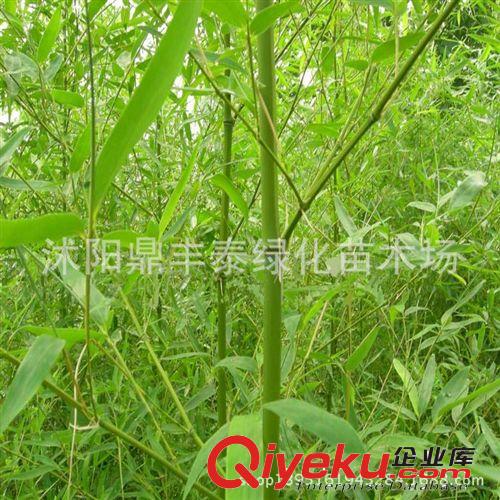 供應(yīng)園林綠化苗木 護(hù)坡紫穗槐 紫穗槐小苗 紫穗槐種子