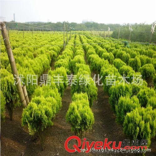 供應(yīng)園林綠化苗木 護(hù)坡紫穗槐 紫穗槐小苗 紫穗槐種子
