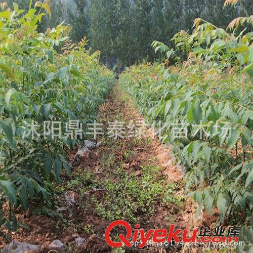 廠家直銷批發(fā)供應(yīng)優(yōu)質(zhì)皂角種子 皂角籽大小粒 保質(zhì)保量林木種子