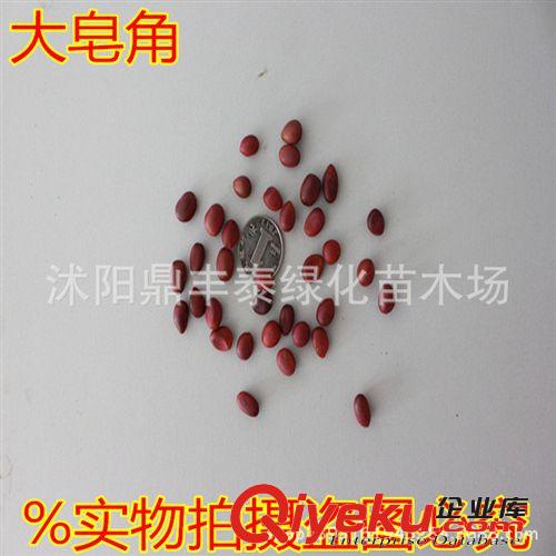 批發(fā)新采收彩葉灌木種子 黃楊種子 小葉黃楊瓜子黃楊種子