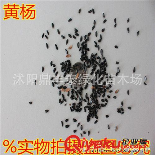 批發(fā)【紫薇種子】大紅花紫薇種子 紅火球紫薇 美國(guó)紅紫薇紫荊種子