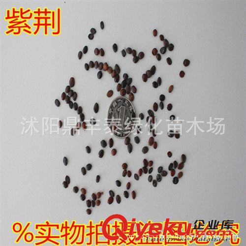 tj供應(yīng)優(yōu)質(zhì)花卉種子 大花秋葵種子價格 大花秋葵種子種植技術(shù)