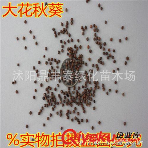 批發(fā)林木種子花卉種子 杜英種子 新采杜英種子 發(fā)芽率高
