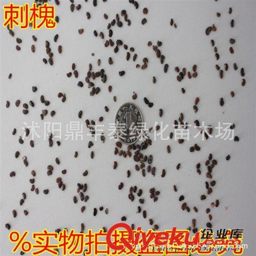 tj供應(yīng)優(yōu)質(zhì)花卉種子 大花秋葵種子價格 大花秋葵種子種植技術(shù)原始圖片2