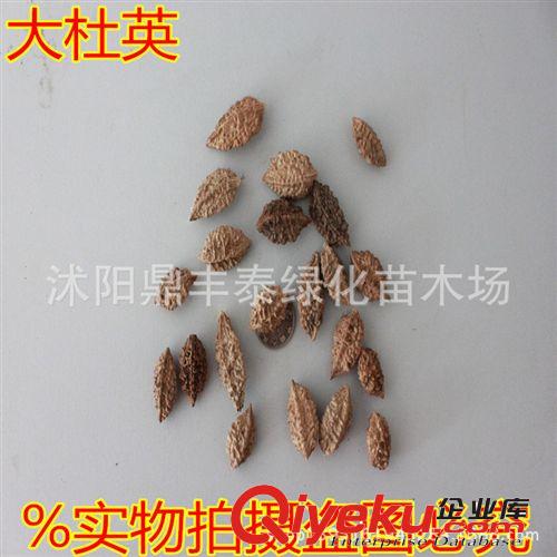 廠家熱賣雛菊種子 高品質(zhì)雛菊蘇菲亞種子 價(jià)格優(yōu)惠 量大從優(yōu)