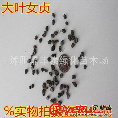批發(fā)林木種子花卉種子 杜英種子 新采杜英種子 發(fā)芽率高原始圖片3