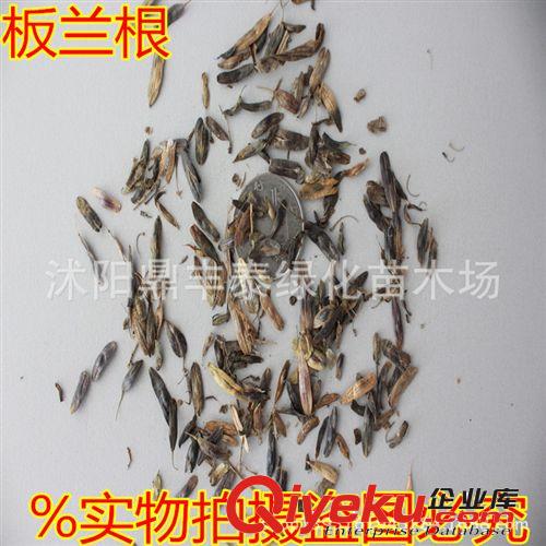 批發(fā)林木種子景觀 花卉種子大濱菊種子 別名 西洋濱菊 大濱菊