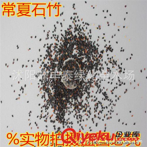 批發(fā)進(jìn)口宿根常夏石竹 新采收種子地被觀花類植物，又名 羽裂石竹原始圖片2