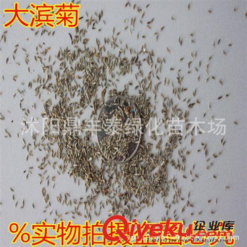批發(fā)綠色種植種子 花種子創(chuàng)意園藝花卉花籽 除蟲菊種子