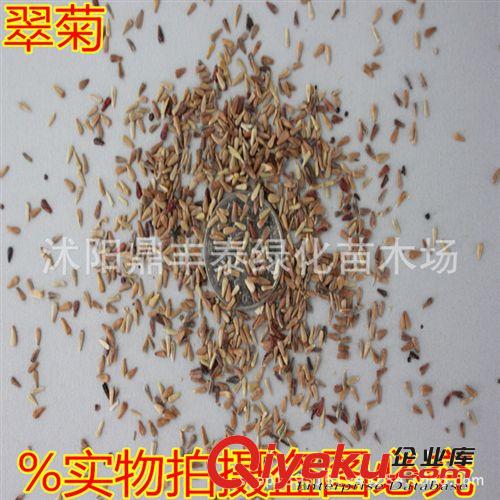 批發(fā)綠色種植種子 花種子創(chuàng)意園藝花卉花籽 除蟲菊種子原始圖片3