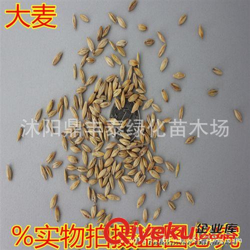 大量批發(fā)紫薇種子，刺槐種子，國槐種子，紫蕙槐種子原始圖片2