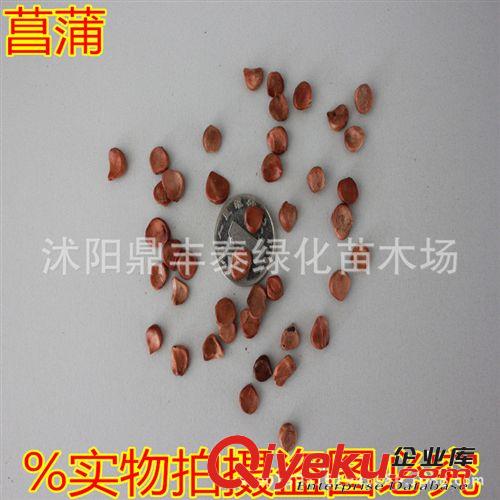 實體店批發(fā)林木種子 茶樹種子 油茶種子當年新采 發(fā)芽率高