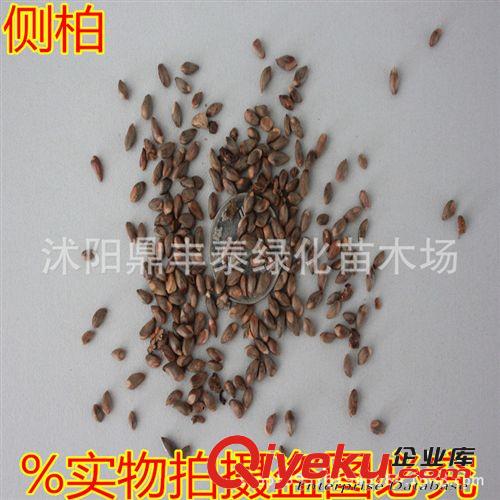 實體店批發(fā)林木種子 茶樹種子 油茶種子當年新采 發(fā)芽率高原始圖片2