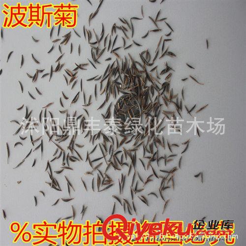 批發(fā)進口草坪草花種子 波斯菊種子 格桑花 混色裝 芽率高