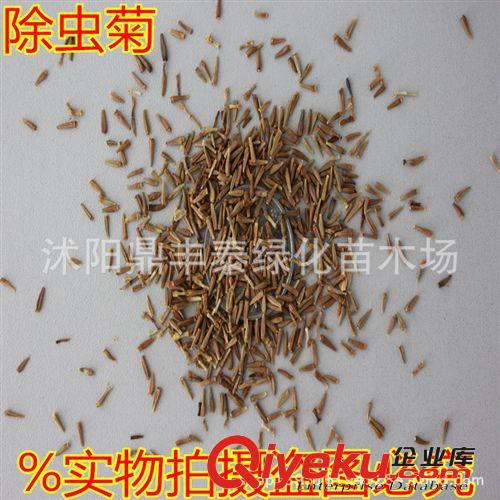 批發(fā)進口草坪草花種子 波斯菊種子 格?；?混色裝 芽率高原始圖片2