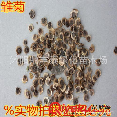 批發(fā)進口草坪草花種子 波斯菊種子 格?；?混色裝 芽率高原始圖片3