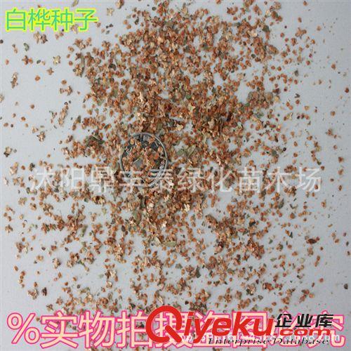 批發(fā)進口草坪草花種子 波斯菊種子 格?；?混色裝 芽率高