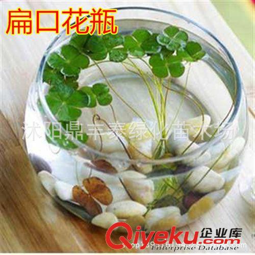 批發玻璃花瓶 水培植物花盆 水培圓球花瓶 玻璃圓球花瓶 含定植籃原始圖片2