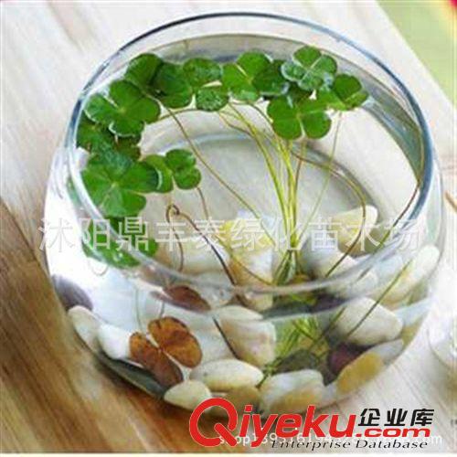批發玻璃花瓶 水培植物花盆 水培圓球花瓶 玻璃圓球花瓶 含定植籃