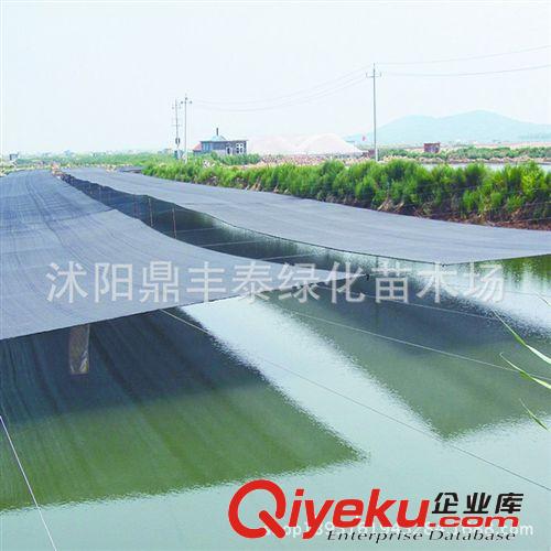 批發(fā)遮陽網(wǎng) 遮陰網(wǎng)2-6針加厚加密 防曬網(wǎng) 隔熱網(wǎng) 遮陽85%瘋搶