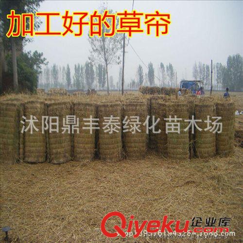 批發(fā)供應(yīng)大棚草簾 工程用草簾子 裝飾草簾 包裝草簾 草墊草垛子原始圖片2