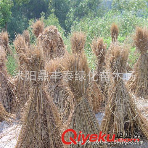 批發花盆 塑料花盆 圓形花盆 有圖案 適用各種花卉 多種規格