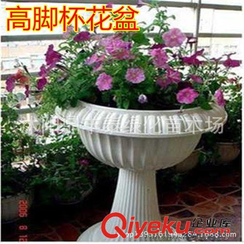 濃縮花草植物營養液 批發 水培迷你植物專用營養液 生長調節劑