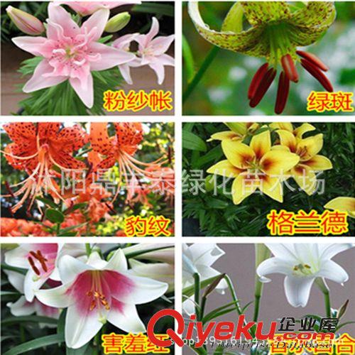 批發(fā)園藝殺蟲劑 sj劑 護(hù)花神花卉病蟲清
