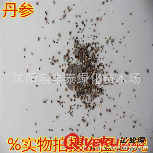 常年供應(yīng)各種新采中藥材種子 黨參種子、確保品種質(zhì)量原始圖片2