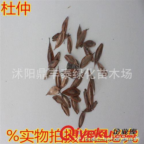 常年供應(yīng)各種新采中藥材種子 黨參種子、確保品種質(zhì)量原始圖片3