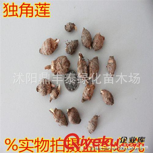 供應丹參種子，丹參種子基地，丹參種子價格，丹參種子批發(fā)原始圖片3