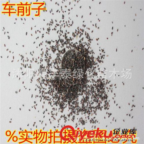供應丹參種子，丹參種子基地，丹參種子價格，丹參種子批發(fā)