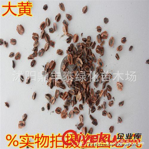 批發(fā)供應(yīng)車前子種子 車前草種子 zcy種子 質(zhì)量保證