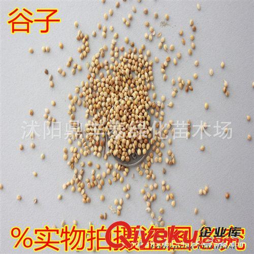 批發(fā)蠶豆種子 豌豆種子 蔬菜種子 香豆 青豆種子 甜香脆 口感佳原始圖片3