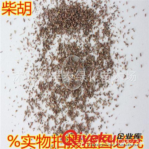 批發優質中藥材種子柴胡種子當年新采質量好芽率高地熏 山菜種子