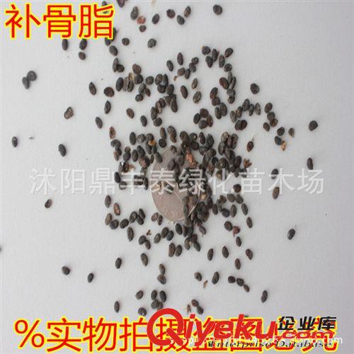 批發中藥材種子 【補骨脂種子】 故脂子種子 當年新採 貨到付款
