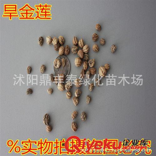 批發(fā)中藥材種子 【補(bǔ)骨脂種子】 故脂子種子 當(dāng)年新採(cǎi) 貨到付款原始圖片3