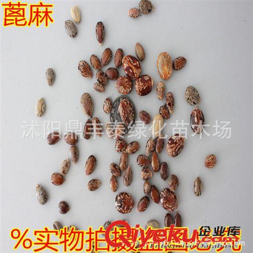 批發中藥材種子 油料作物 蓖麻種子 dm子種子，蓖麻價格