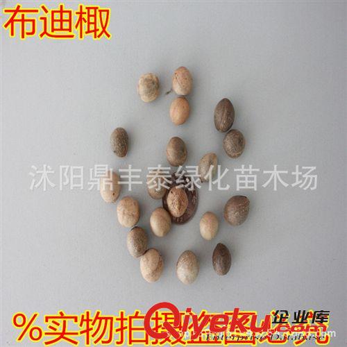 批發(fā)中藥材種子 油料作物 蓖麻種子 dm子種子，蓖麻價(jià)格原始圖片3