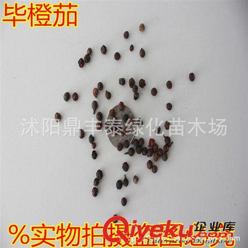 批發藥材種子 畢橙茄種子么 木姜子 山雞椒種子