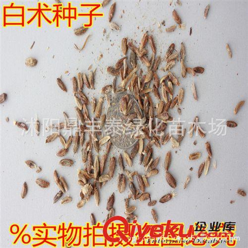 現貨供應 白術種子 名貴藥材種子 中藥材種子批發 發芽率高