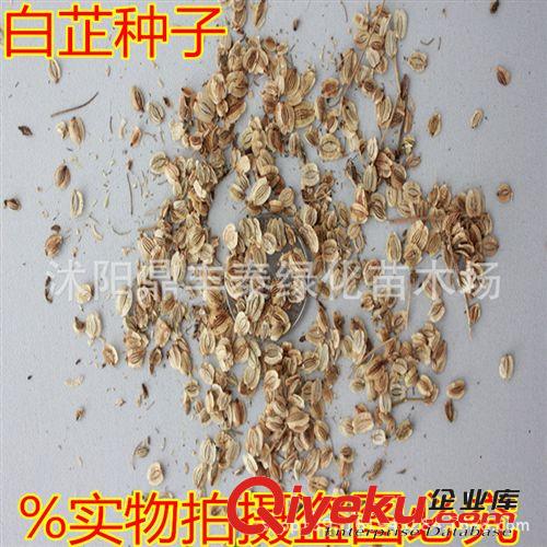 中藥材白芷種子 白芷種子批發 白芷種子價格 白芷