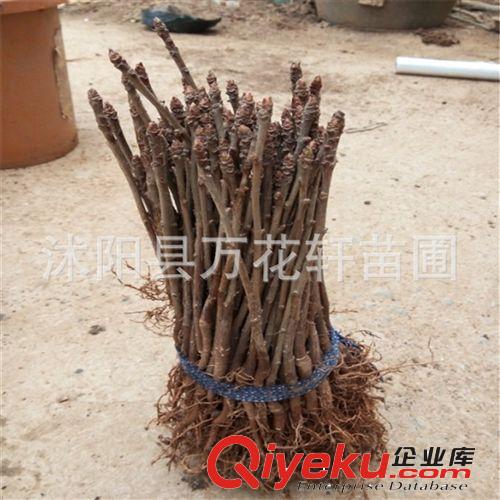 紅葉小檗 常用工程苗木 彩色苗木 色塊用苗 苗圃 直銷