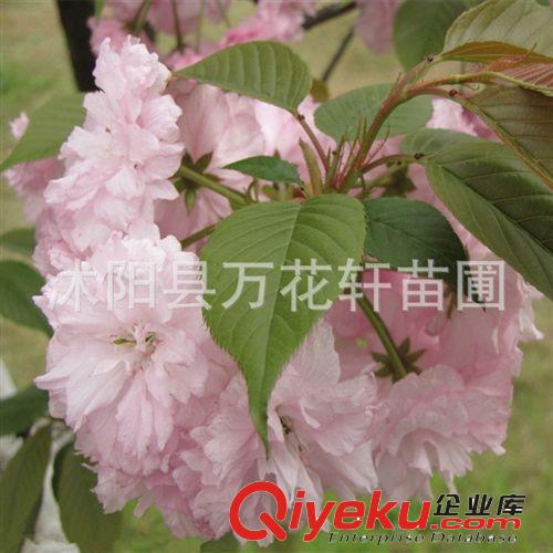 批發(fā)紅豆杉苗 紅豆杉樹苗 規(guī)格齊全 生命力強 凈化空氣