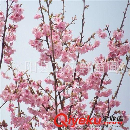 櫻花小苗 1-5公分規(guī)格齊全 批發(fā) 苗圃直銷 量大從優(yōu)原始圖片2