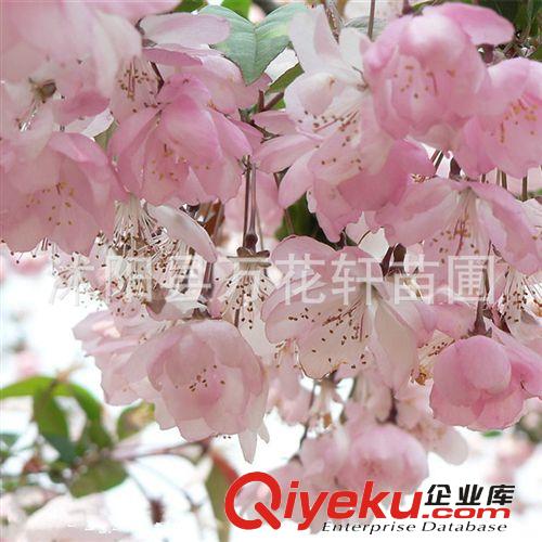 櫻花小苗 1-5公分規(guī)格齊全 批發(fā) 苗圃直銷 量大從優(yōu)原始圖片3