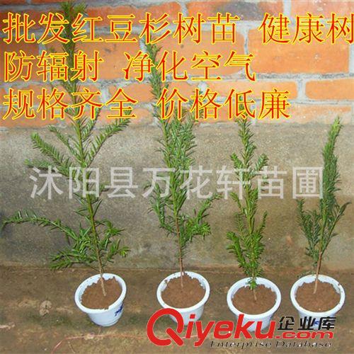 木槿批發(fā) 各種規(guī)格小苗 綠化苗木銷售